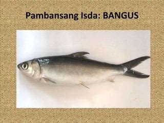 pambansang isda ng pilipinas|Pandaka pygmaea .